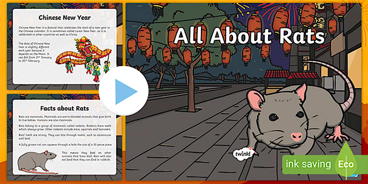 Powerpoint Rats KS1 Chinese New Year All About Rats PowerPoint - Twinkl