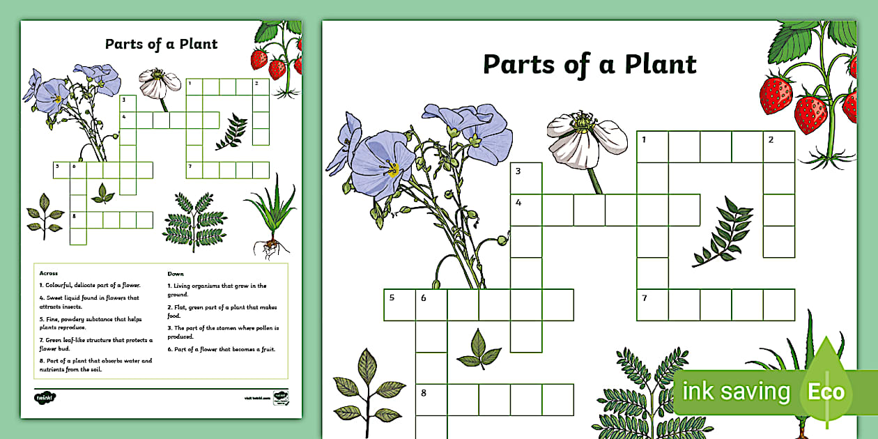 Parts of a Plant Crossword (ティーチャーメイド)