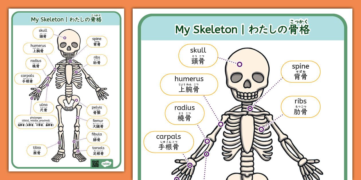 骨の名前 を英語で覚えよう!バイリンガル、英語と日本語 で書かれた学習ポスター。骨格のイラスト