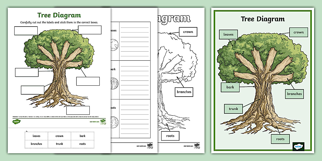Tree Diagram Activity Pack (teacher made) - Twinkl