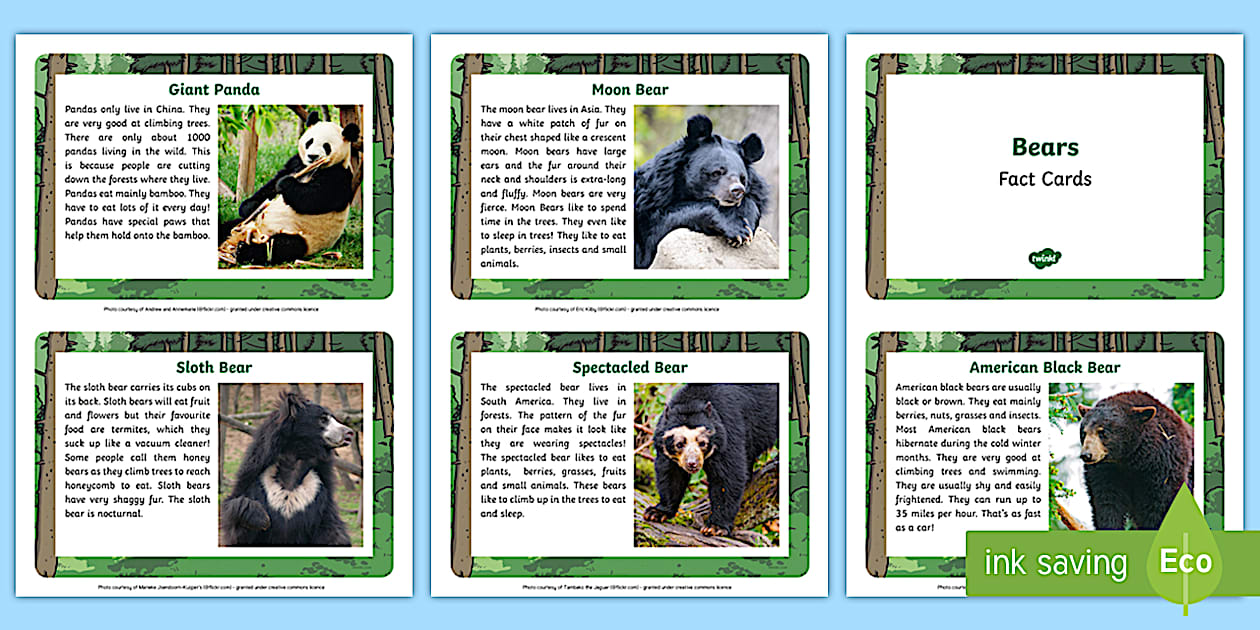 Editable Bear Fact Cards for Kids (l'enseignant a fait)