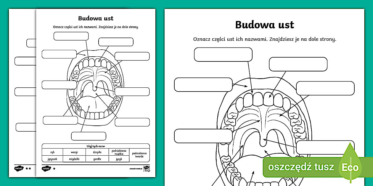 Budowa ust | Oznacz części budowy ust | Anatomia człowieka