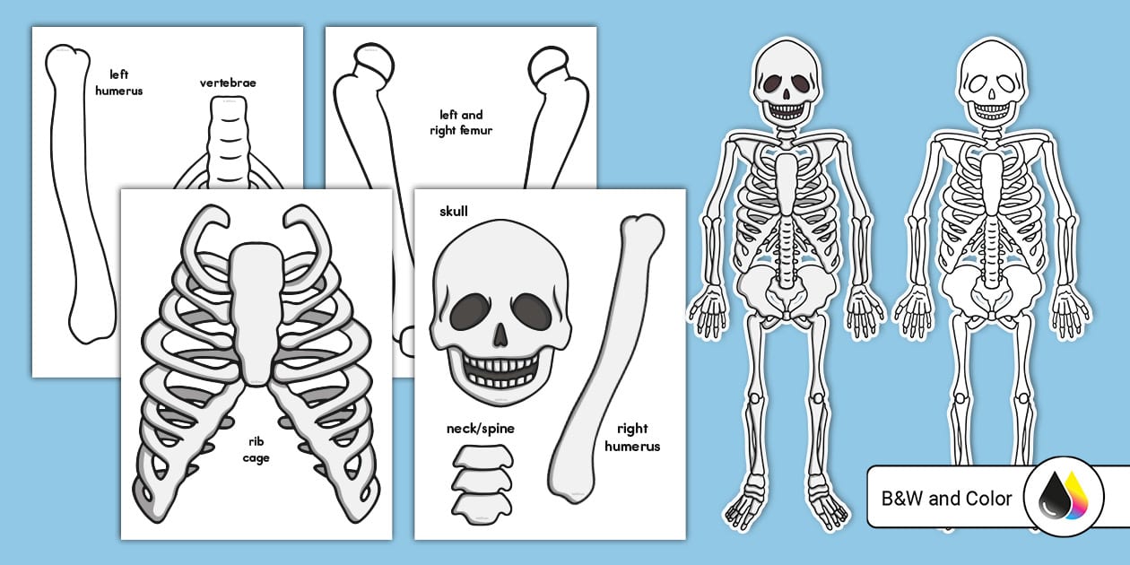 Skeleton Print Out 2nd Grade Resource Twinkl USA