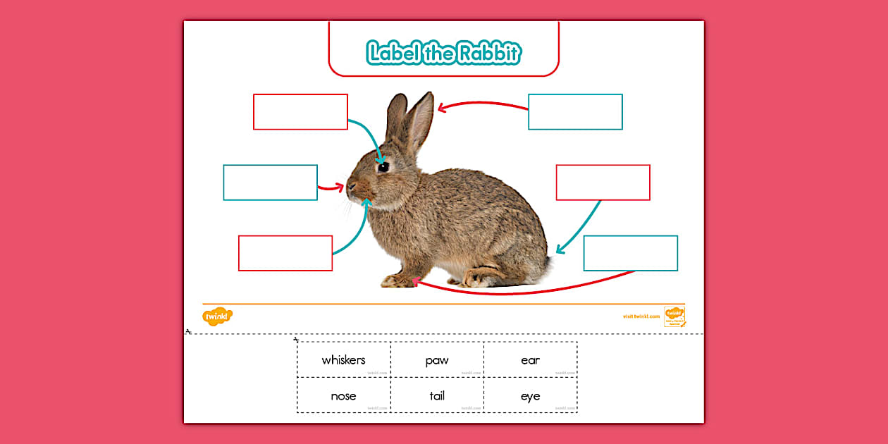 Kindergarten Label the Rabbit Activity - Twinkl