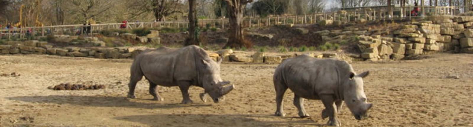 animaux du zoo de Dublin