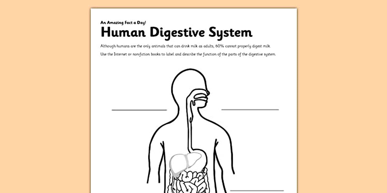 Editable Human Digestive System Worksheet - Twinkl