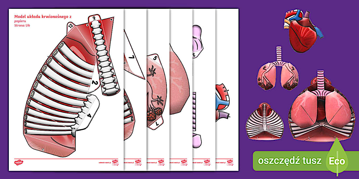 Sprawdzian Z Biologii Uklad Krwionosny Odpowiedzi Układ krwionośny | Modele 3D | Anatomia człowieka