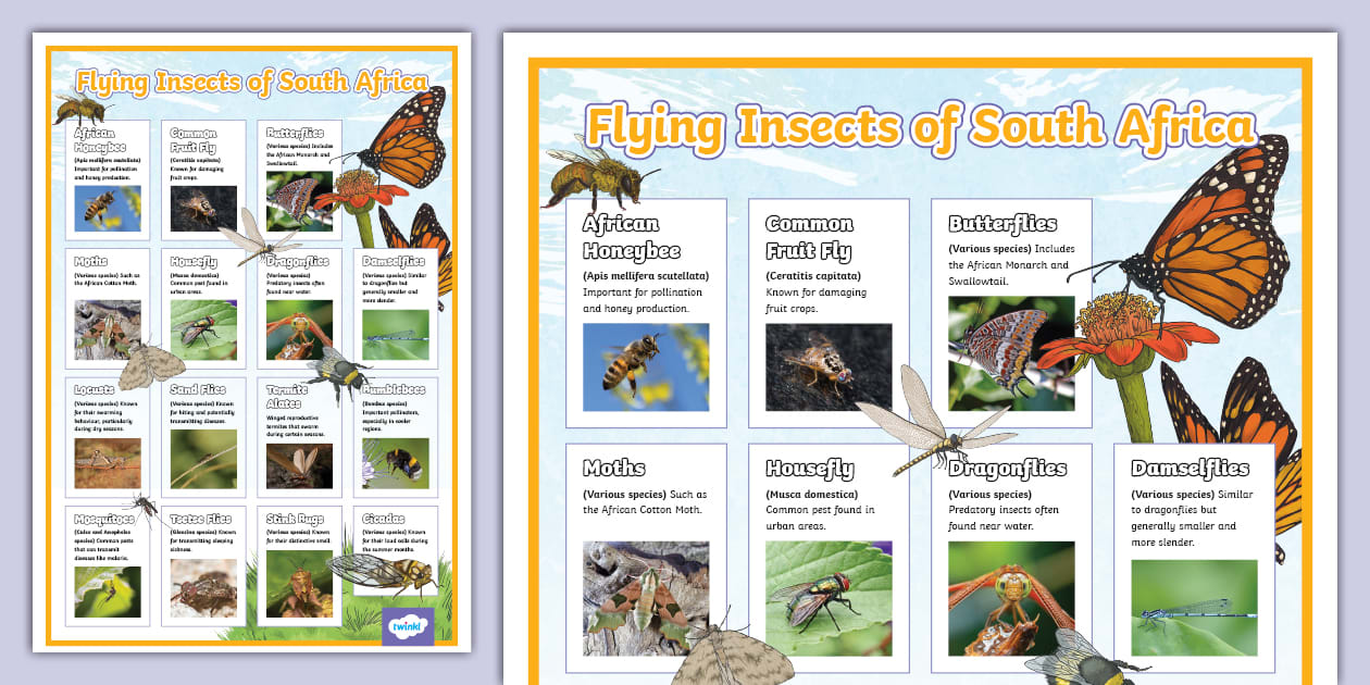 Grade 3 Life Skills T2 Flying Insects SA Display Poster (CAPS)