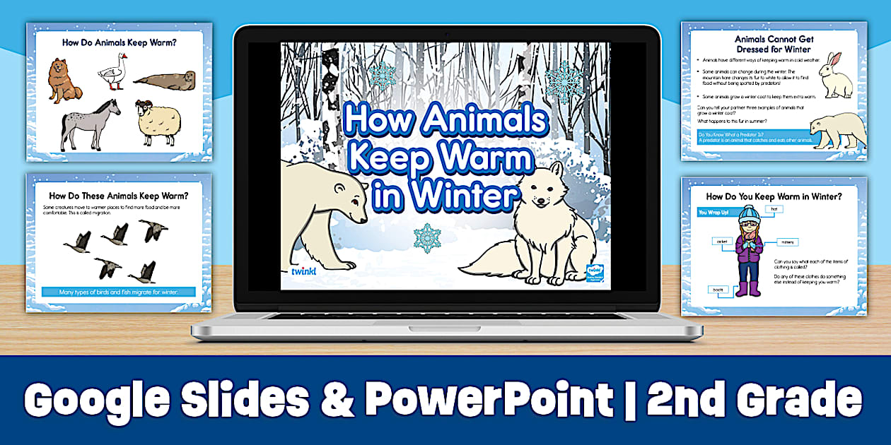 How Animals Keep Warm in the Winter Google Slides for K-2nd