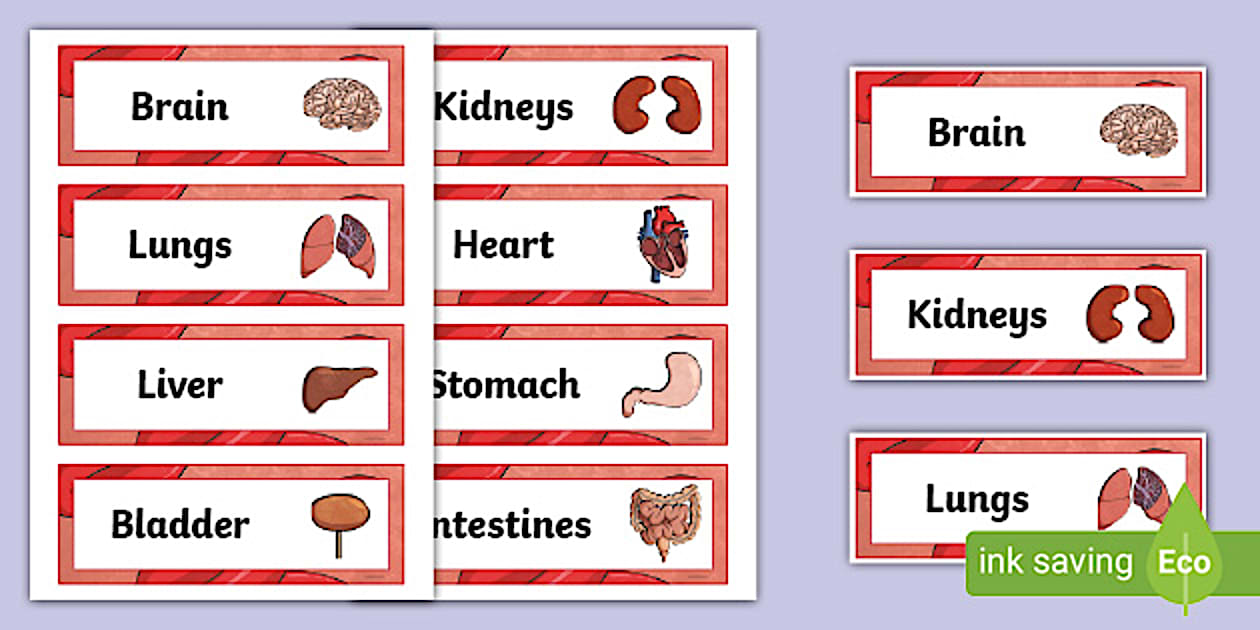 Editable KS2 Organ Word Cards (l'enseignant a fait) - Twinkl