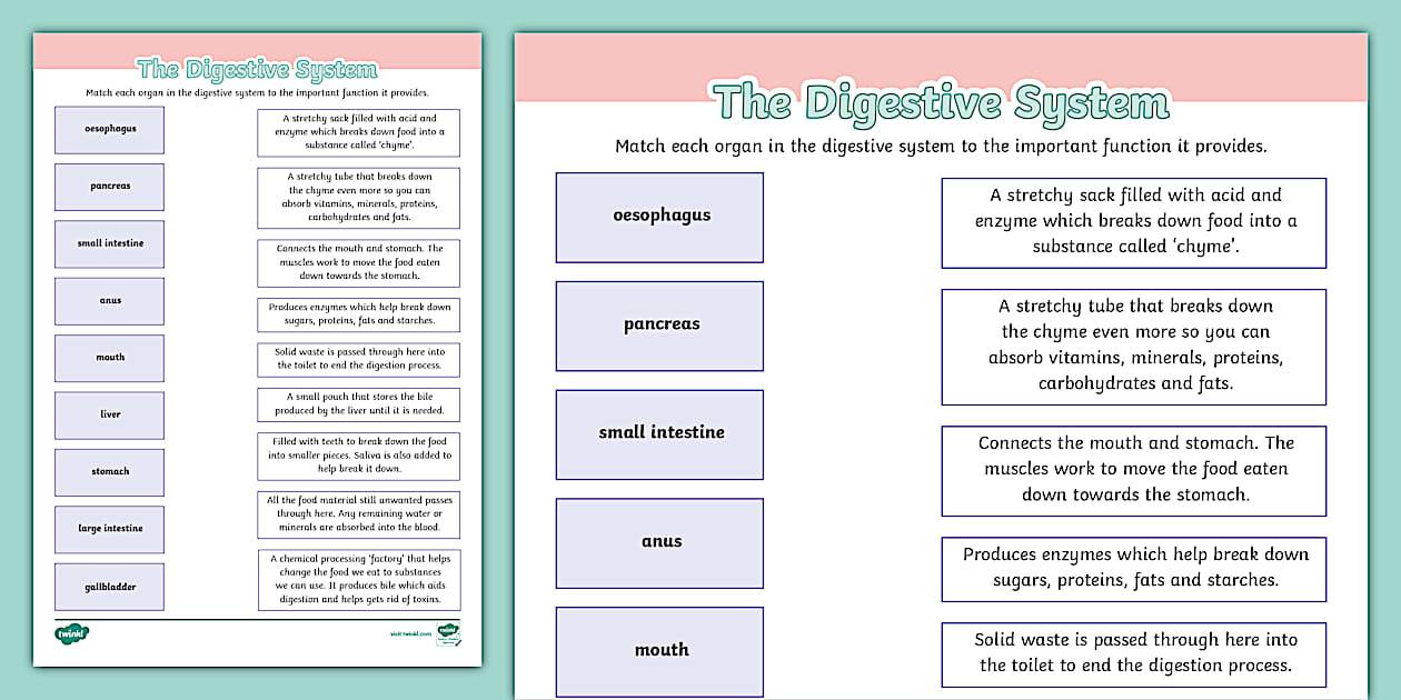 Digestive System Function Activity Sheet - Twinkl