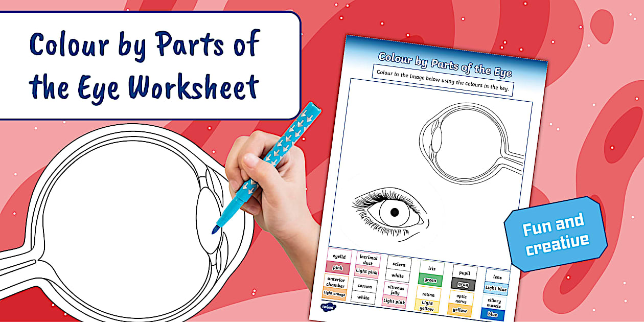 Colour by Parts of the Eye Worksheet