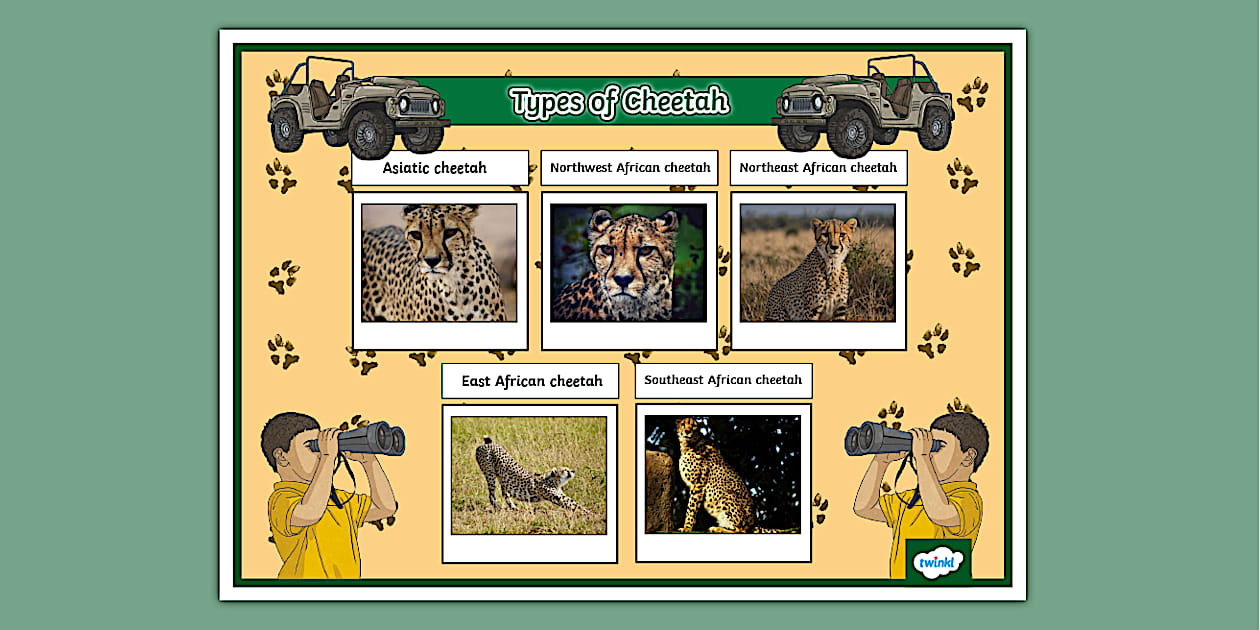 Types of Cheetah Species Display Poster