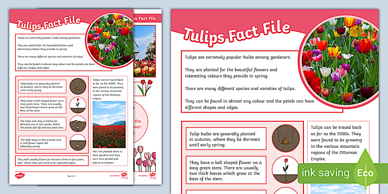 Tulips Fact File (teacher made) - Twinkl