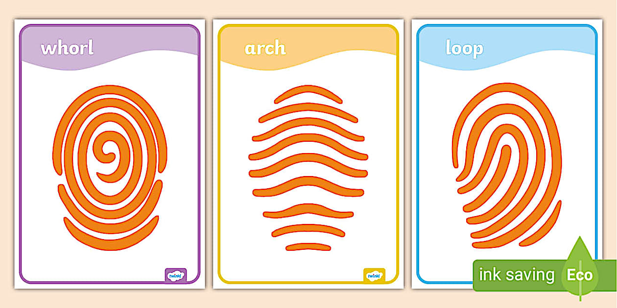 Fingerprint Patterns Posters Twinkl