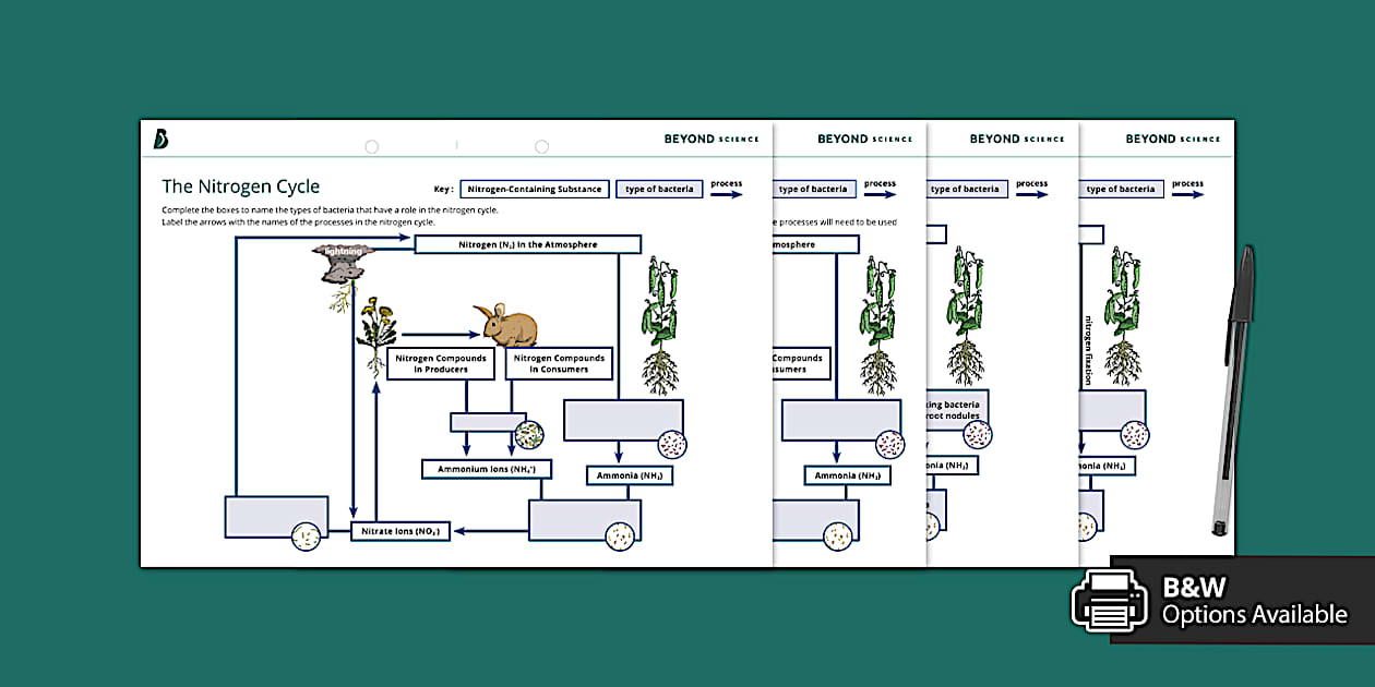 The Nitrogen Cycle Worksheet Science Beyond Secondary