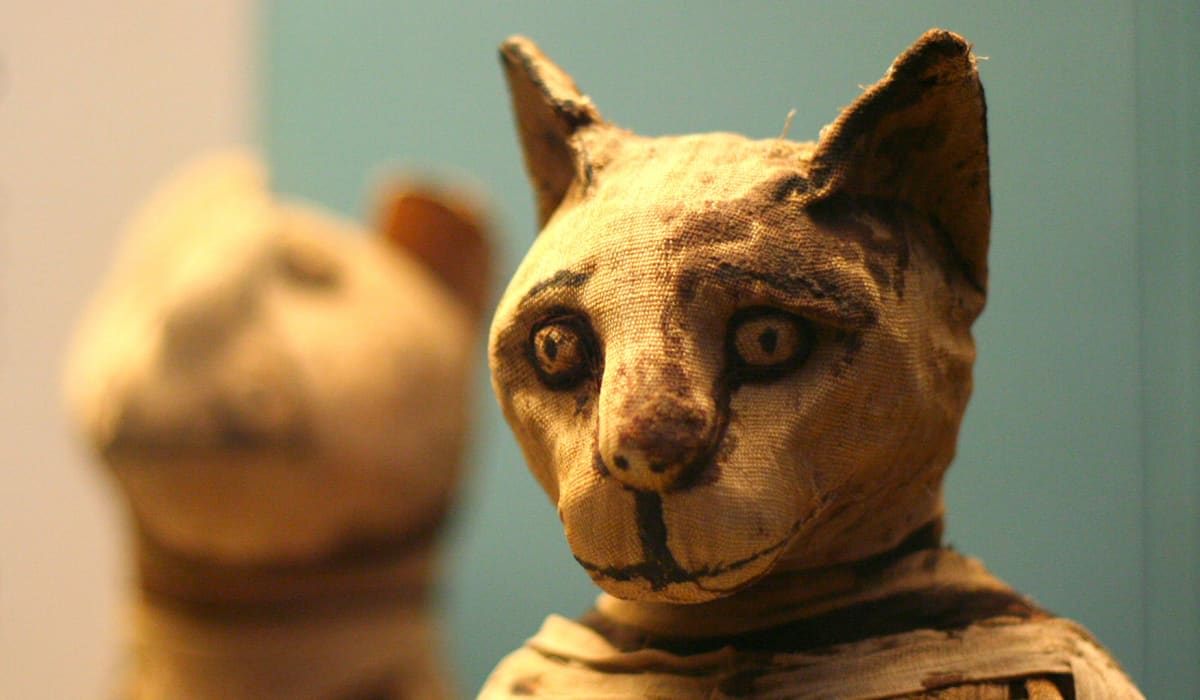 Mummified Animals Discovered - Twinkl NewsRoom - Twinkl