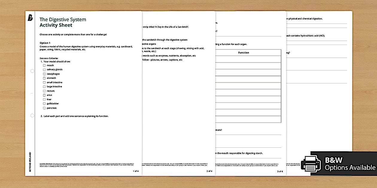 The Digestive System Activity Sheet