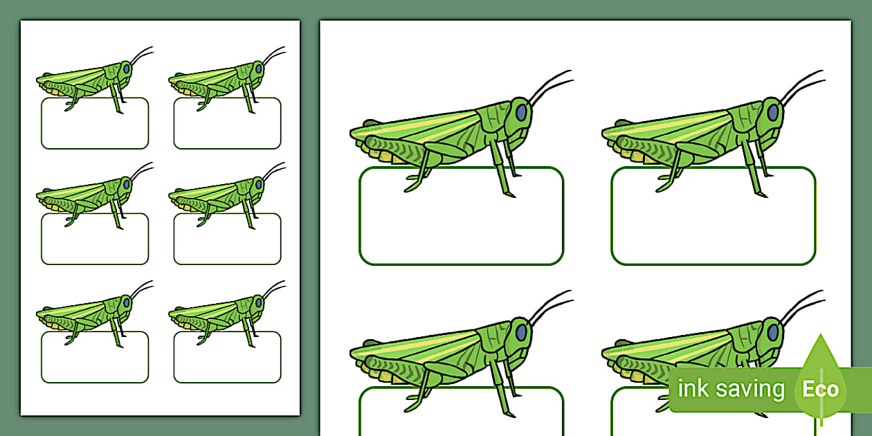 Grasshopper Editable Self Registration Labels Twinkl grasshopper editable self registration labels twinkl