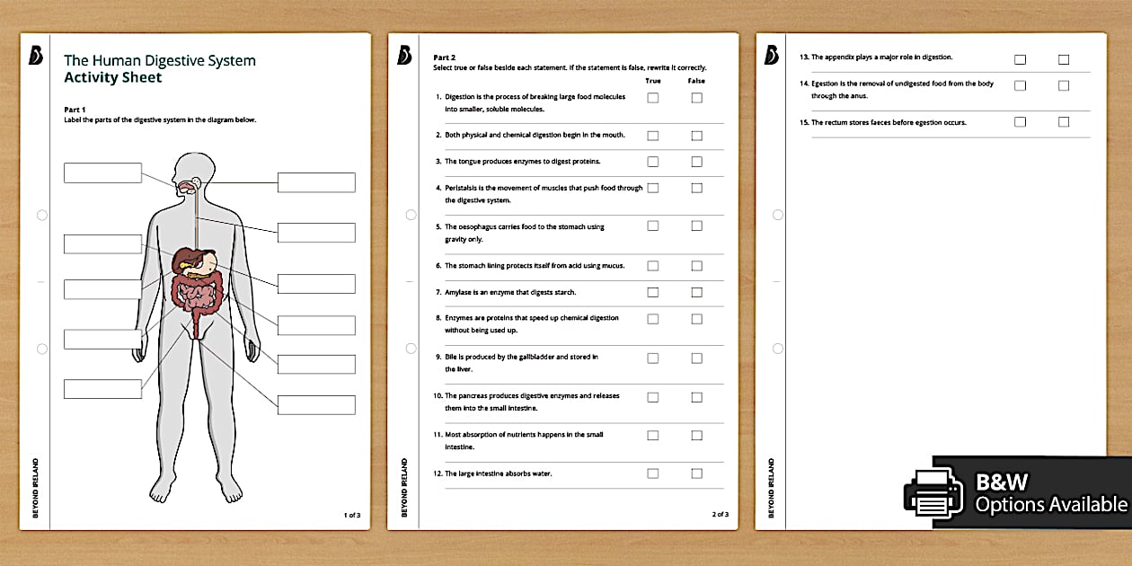 The Human Digestive System Activity Sheet