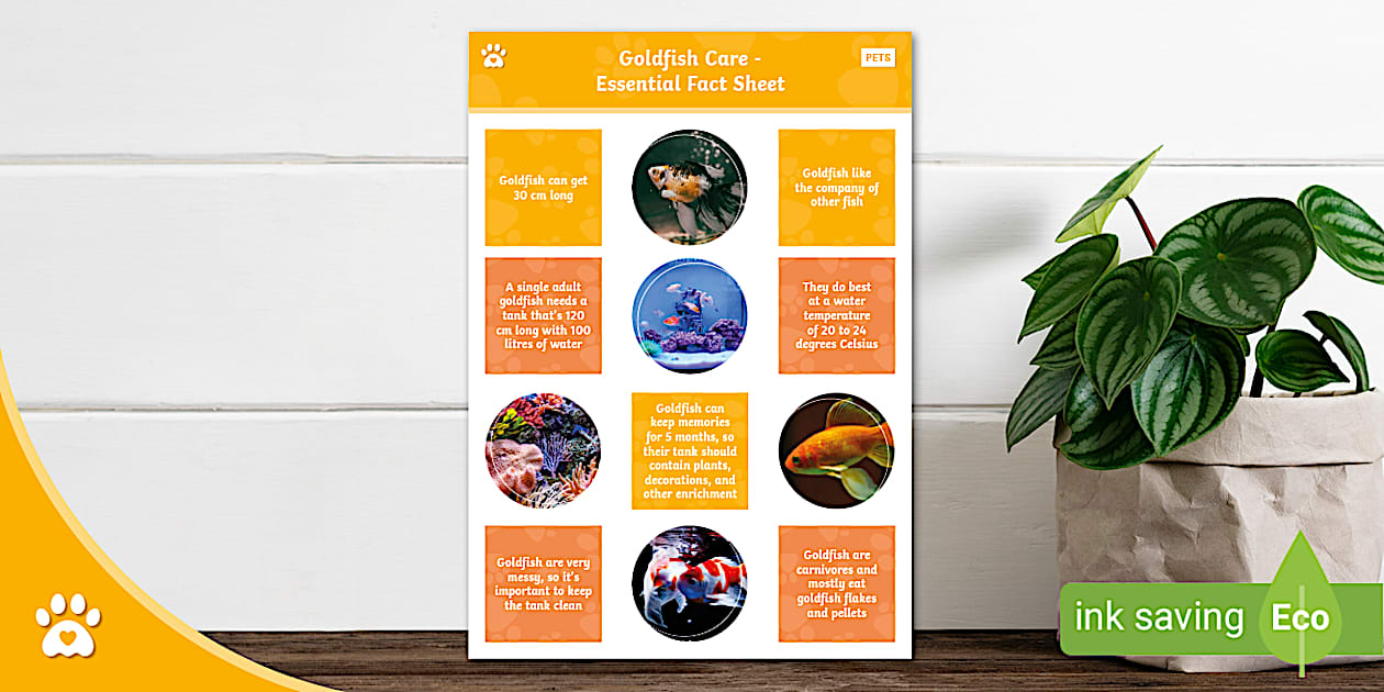 Curated visual reference: Gallery Detail: Goldfish Care Essential Fact Sheet Fish