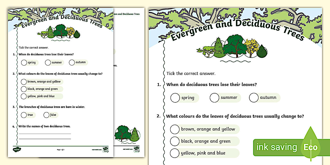 Evergreen and Deciduous Trees Paper Quiz (teacher made)