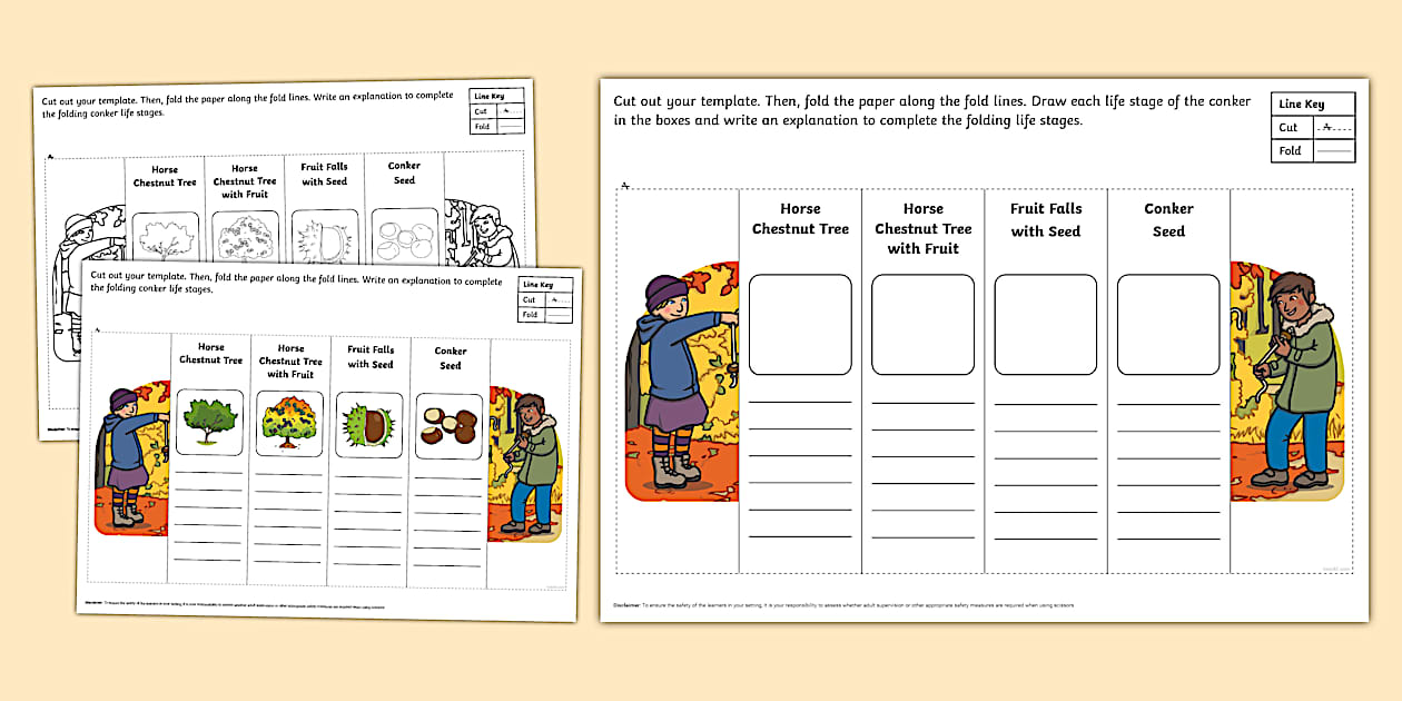 Conker Folding Life Stages Template (teacher made) - Twinkl