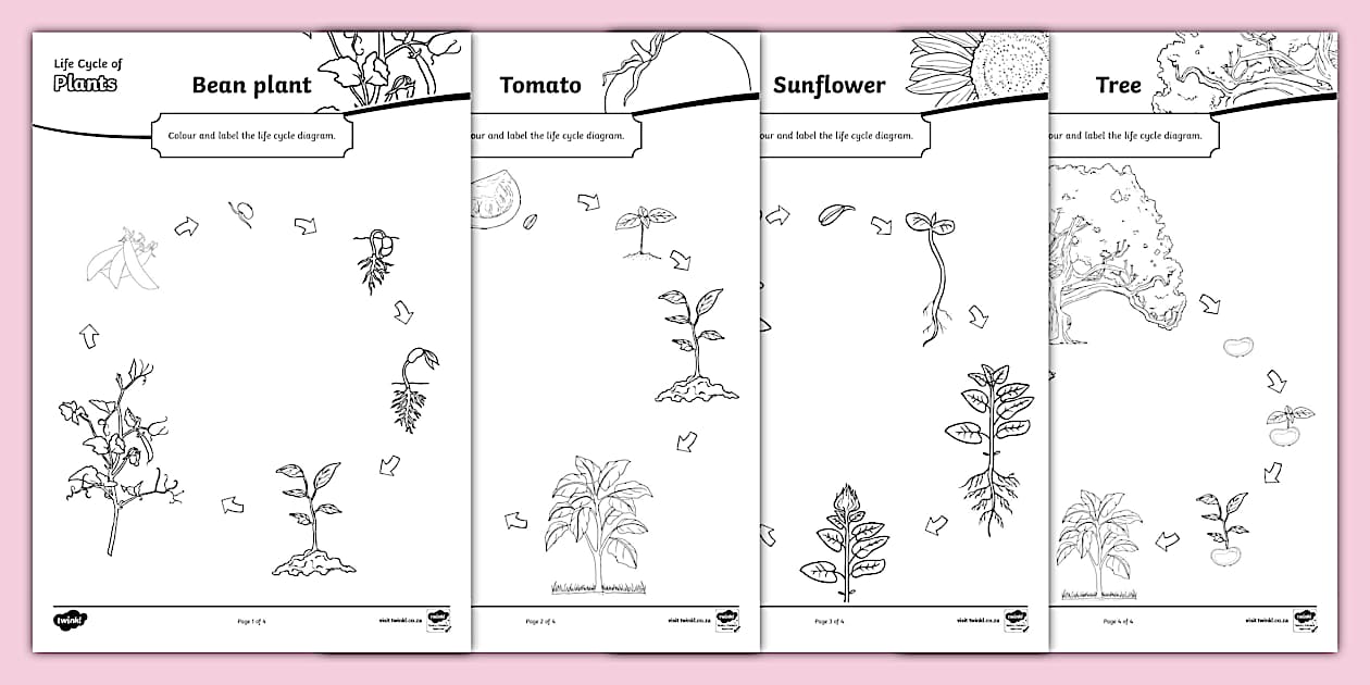 Plant Life Cycle Colouring Page | Twinkl South Africa