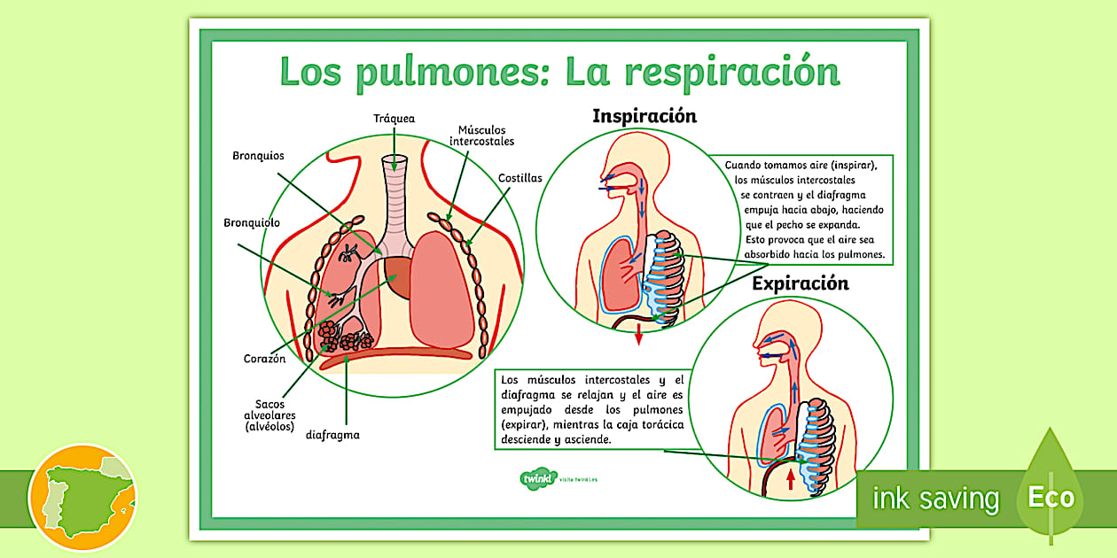 P ster Los Pulmones Y El Proceso De Respiraci n Twinkl P ster Los Pulmones Y El Proceso De Respiraci n Twinkl