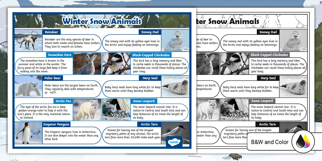Winter Snow Animals Informational Poster