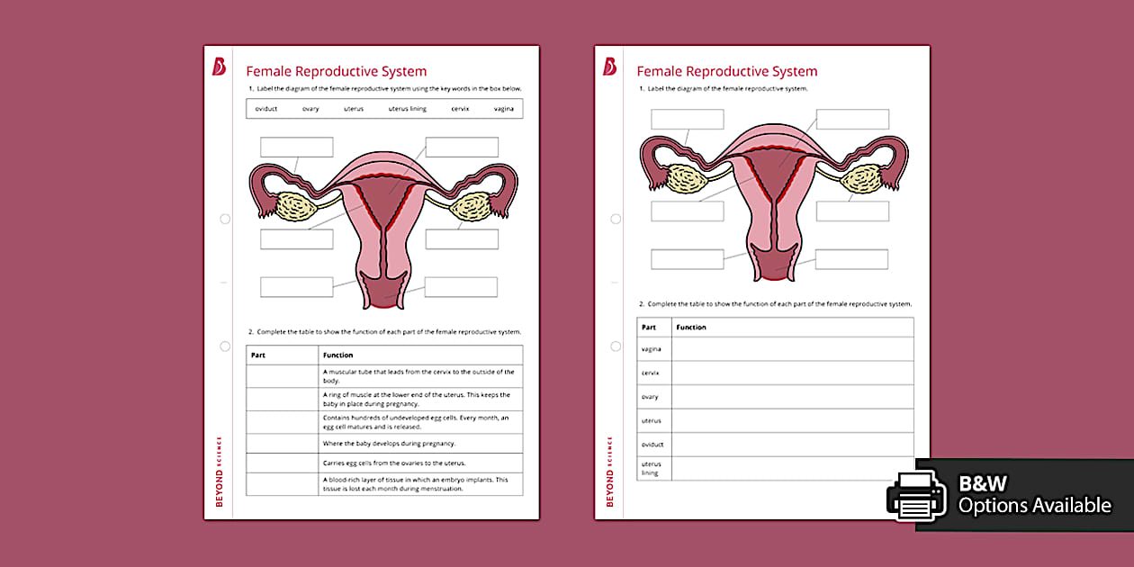 Female Reproductive System Worksheet Beyond Secondary