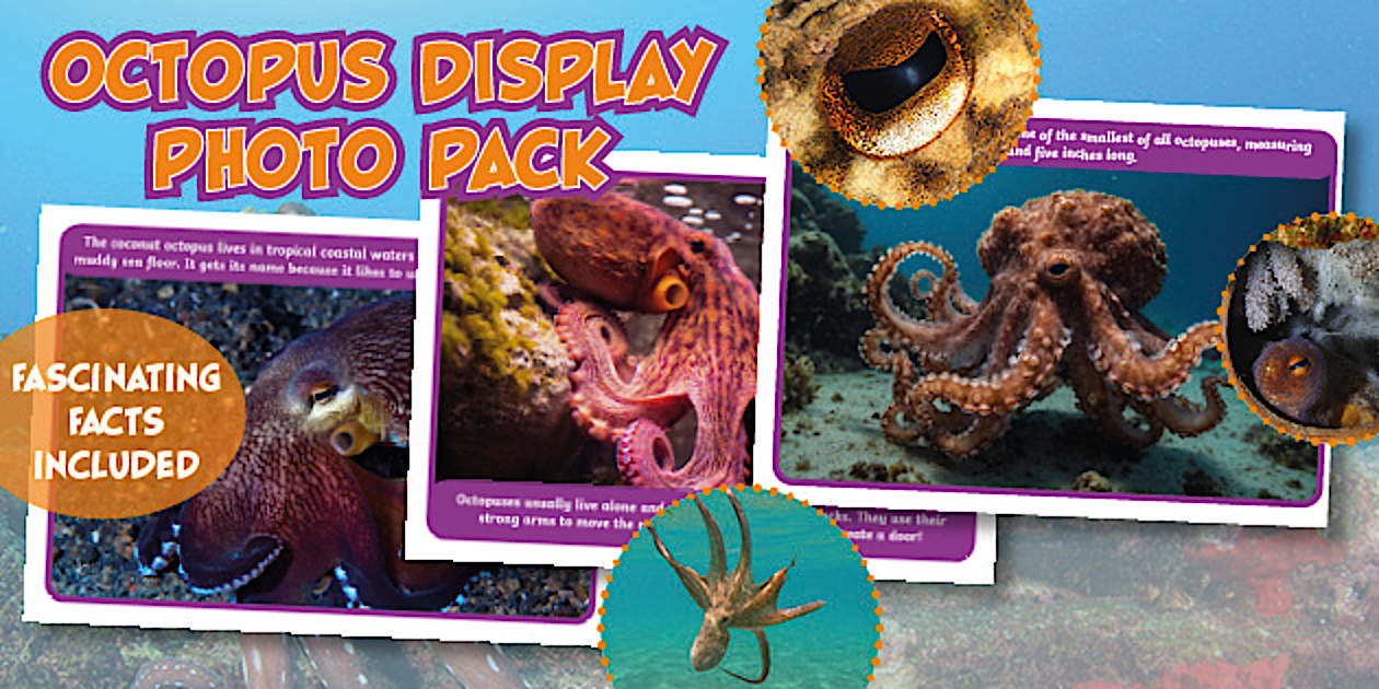 Octopus Display Photo Pack