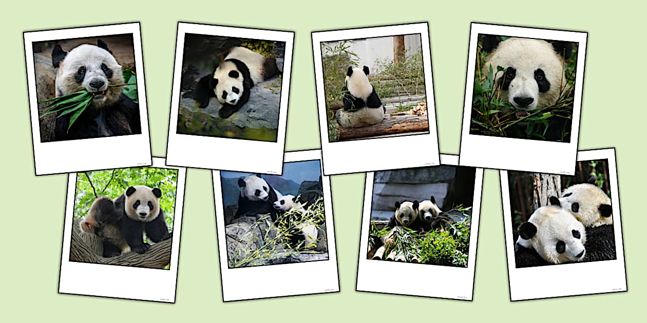 Panda Instant Photo Style Display Images (Teacher-Made)