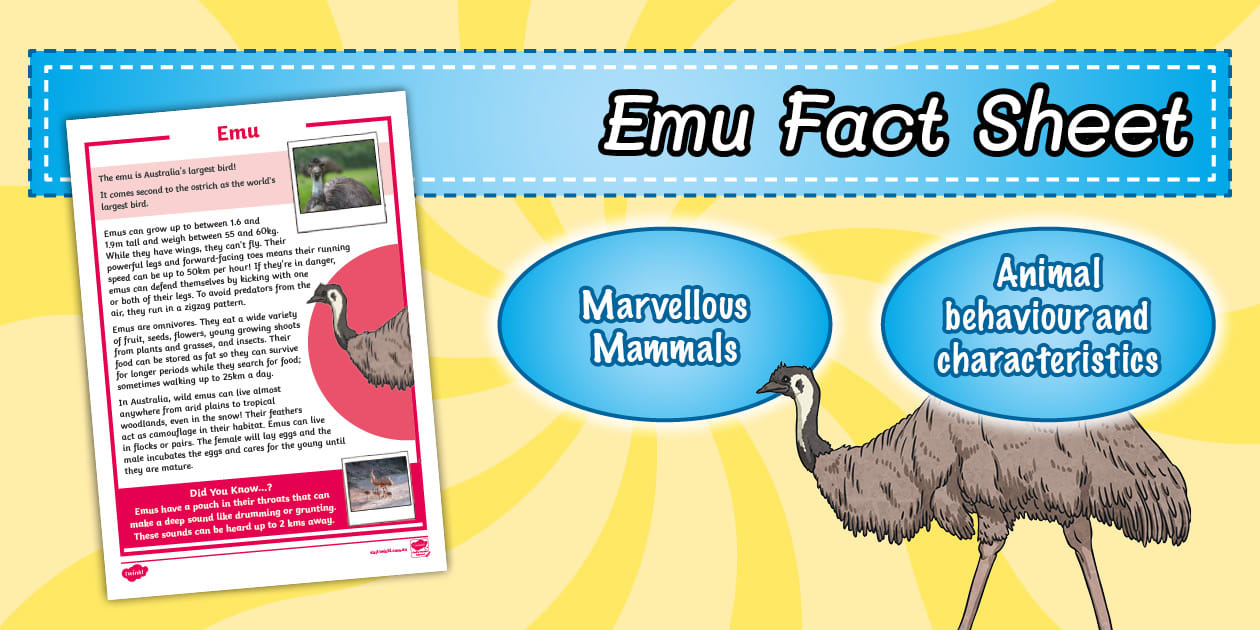 Emu Fact Sheet for Primary Students