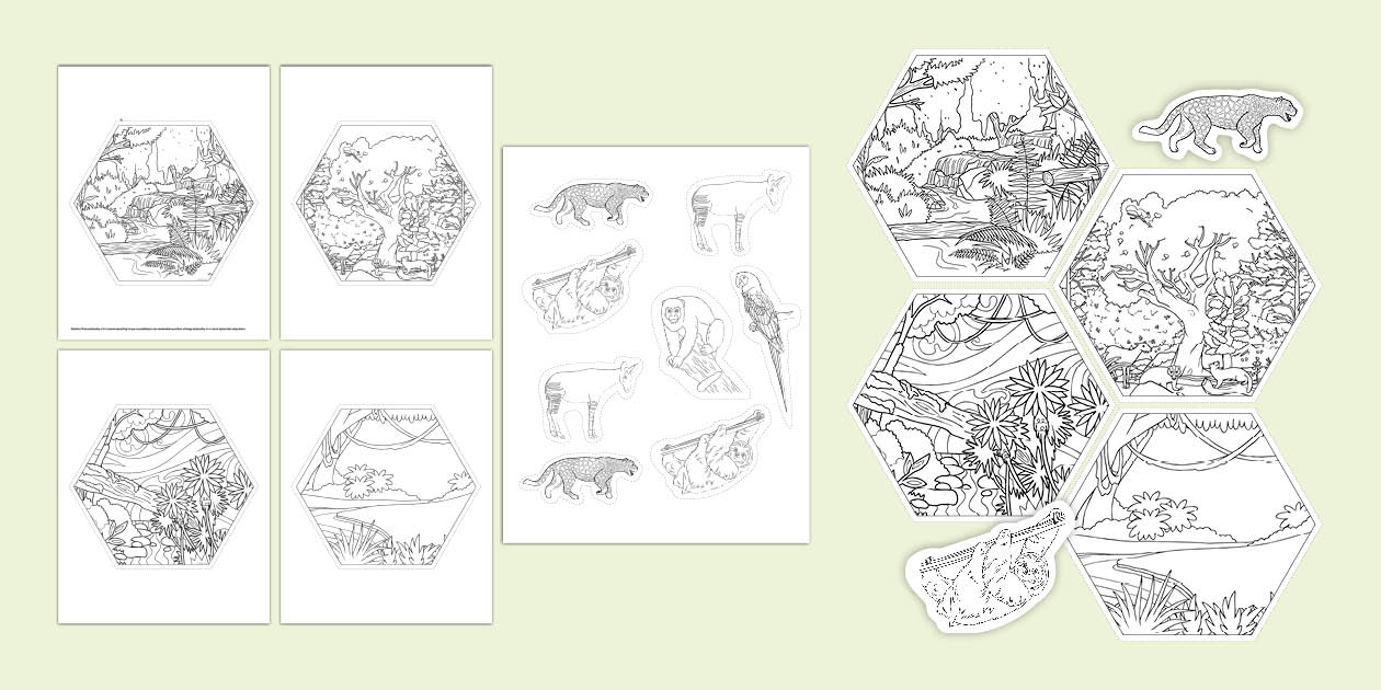 Rainforest Hexagon Display Colouring Activity (teacher made)