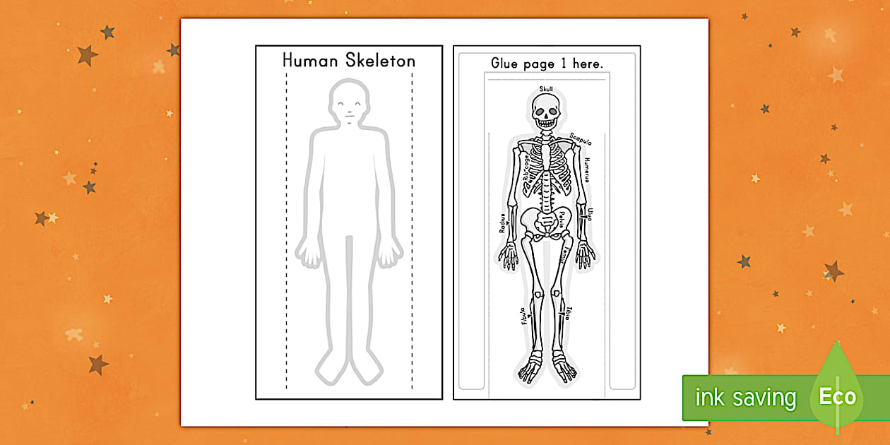 Human Skeleton Interactive Visual Aid (teacher made)