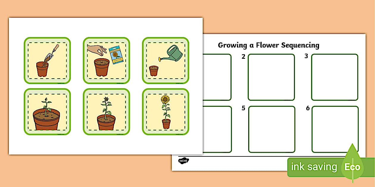 6 Step Growing A Flower Sequencing Cards Twinkl