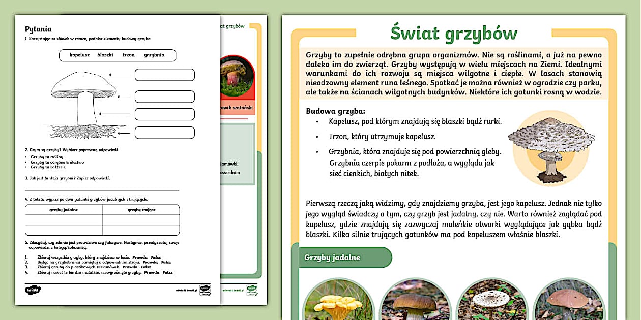 Fakty o grzybach | Karta faktów o grzybach - Twinkl