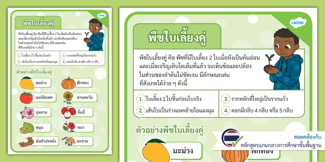 ใบความรู้พืชใบเลี้ยงคู่ 10 ชนิด - Dicotyledon Plants Poster