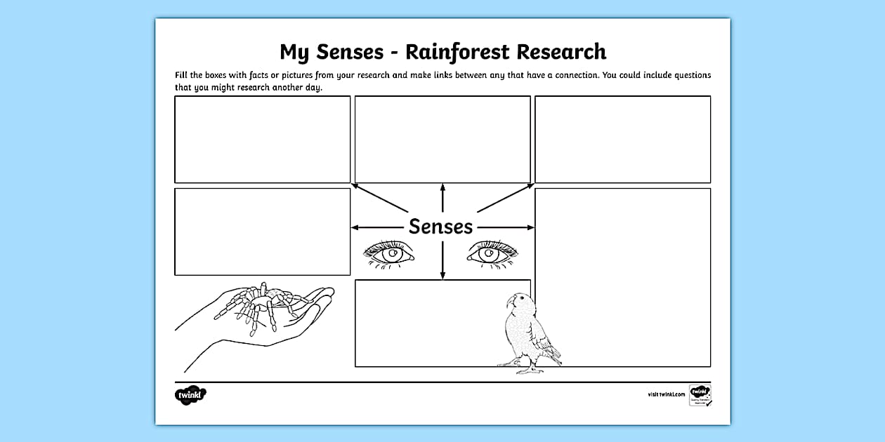 Editable My Senses Rainforest Research Map Template Twinkl