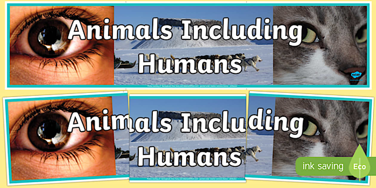 Animals Including Humans Photo Display Banner (teacher made)