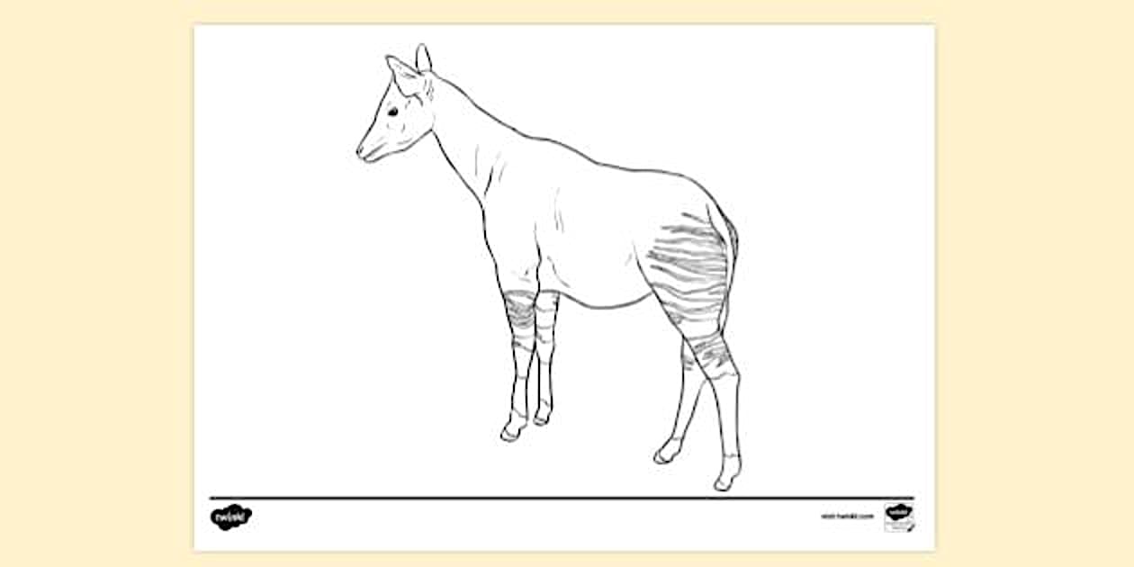 Okapi Colouring | Colouring Sheets (teacher made) - Twinkl