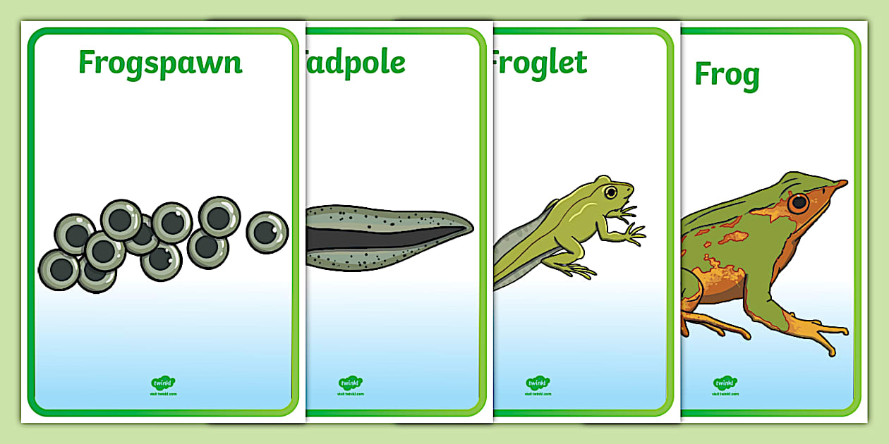 Life Cycle of a Frog Display Posters (teacher made) - Twinkl