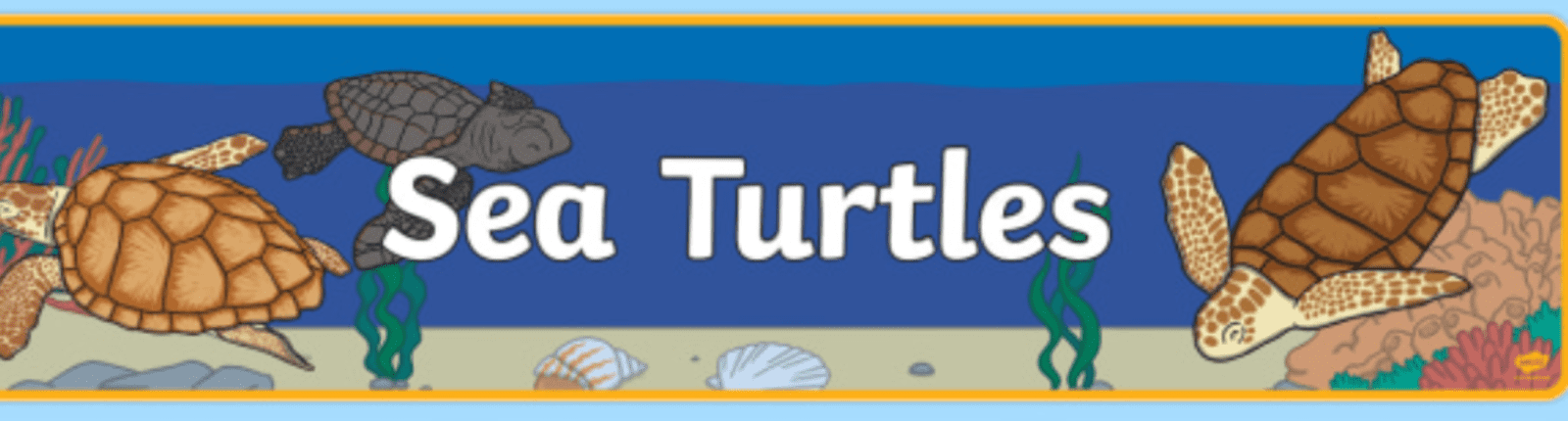 turtle life cycle video for kids