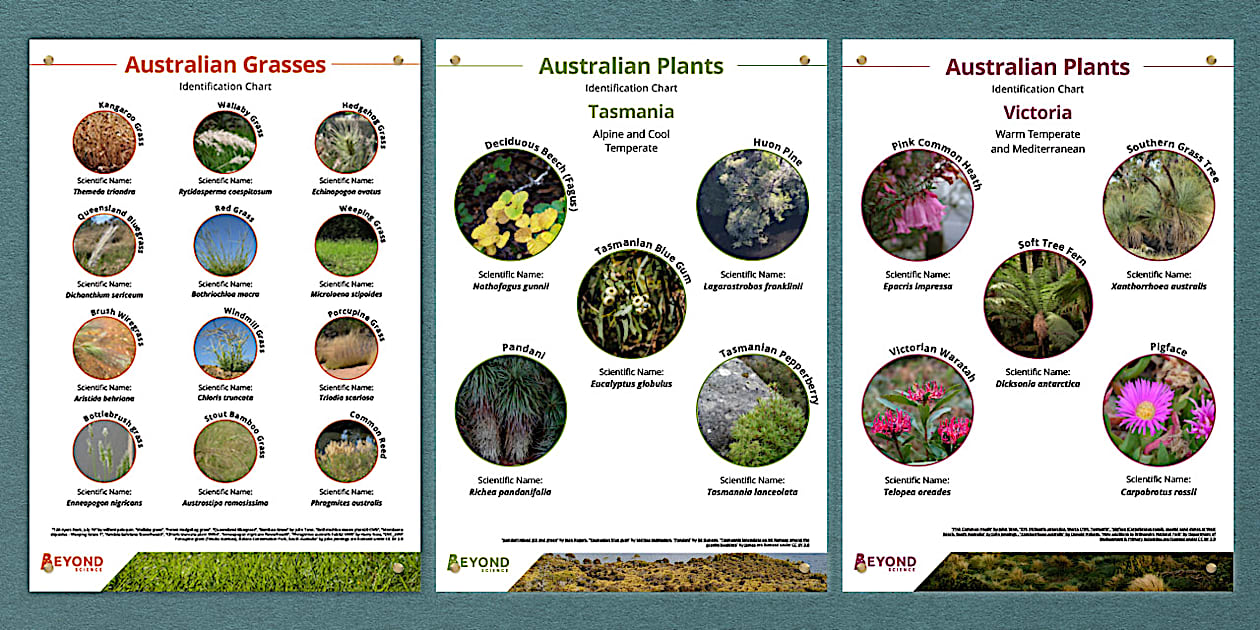 Australian Plant and Grasses Identification Chart Twinkl