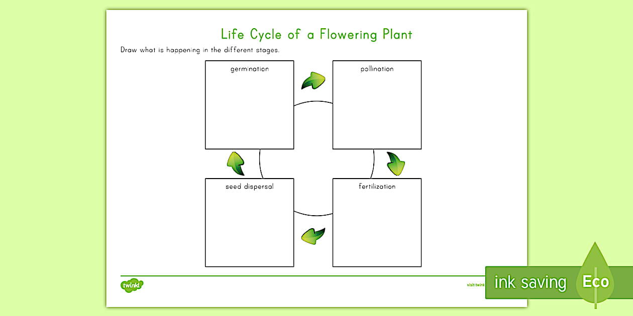Life Cycle of a Flowering Plant Worksheet - Twinkl