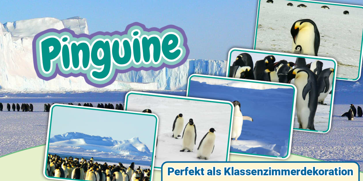 * NEW * Pinguine - Fotosammlung