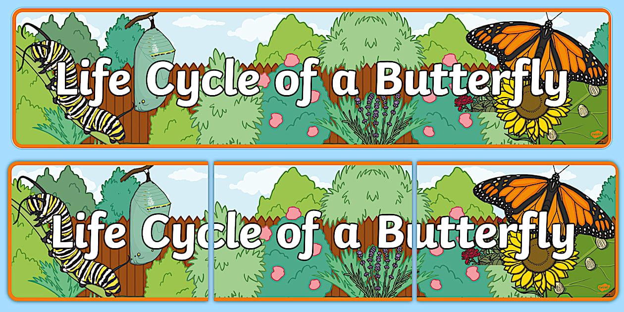 Life Cycle of a Butterfly Display Banner (teacher made)