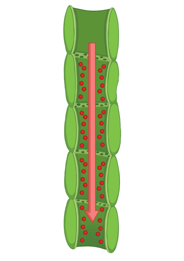 What are Xylem and Phloem Answered Twinkl Teaching Wiki