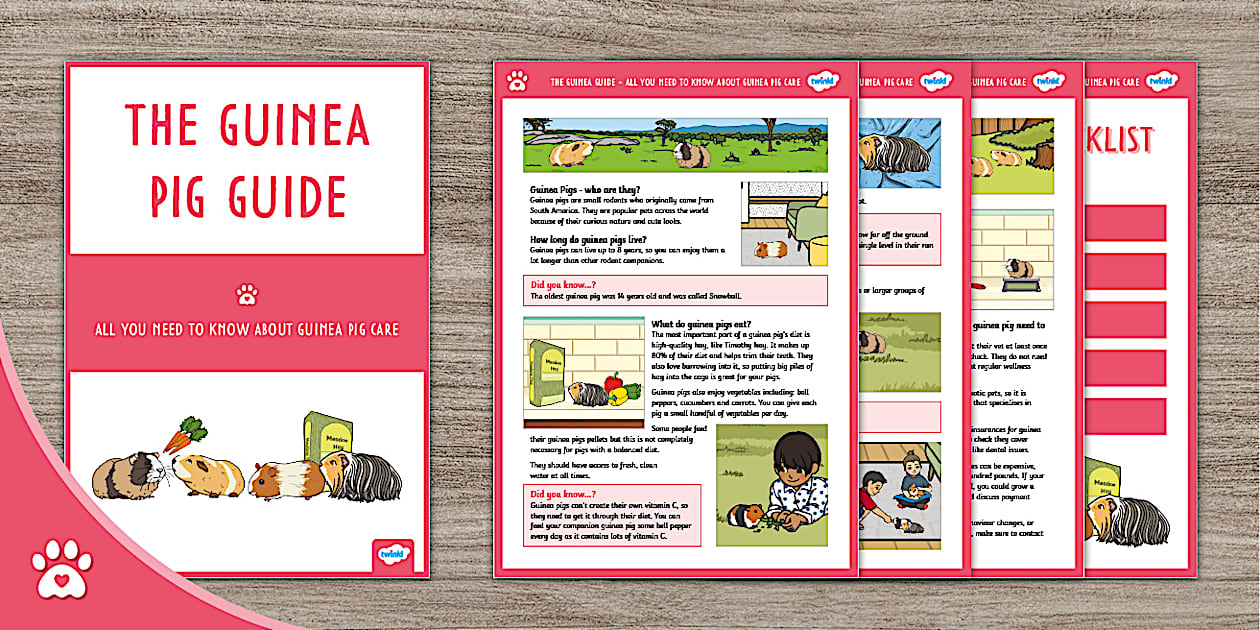 The Ultimate Guinea Pig Guide - Pet Care Guide - Twinkl Pets - Wood Consumption Guinea Pig Guide